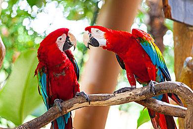 Steam版《海市蜃楼之馆》销量突破10万 特别插画公布